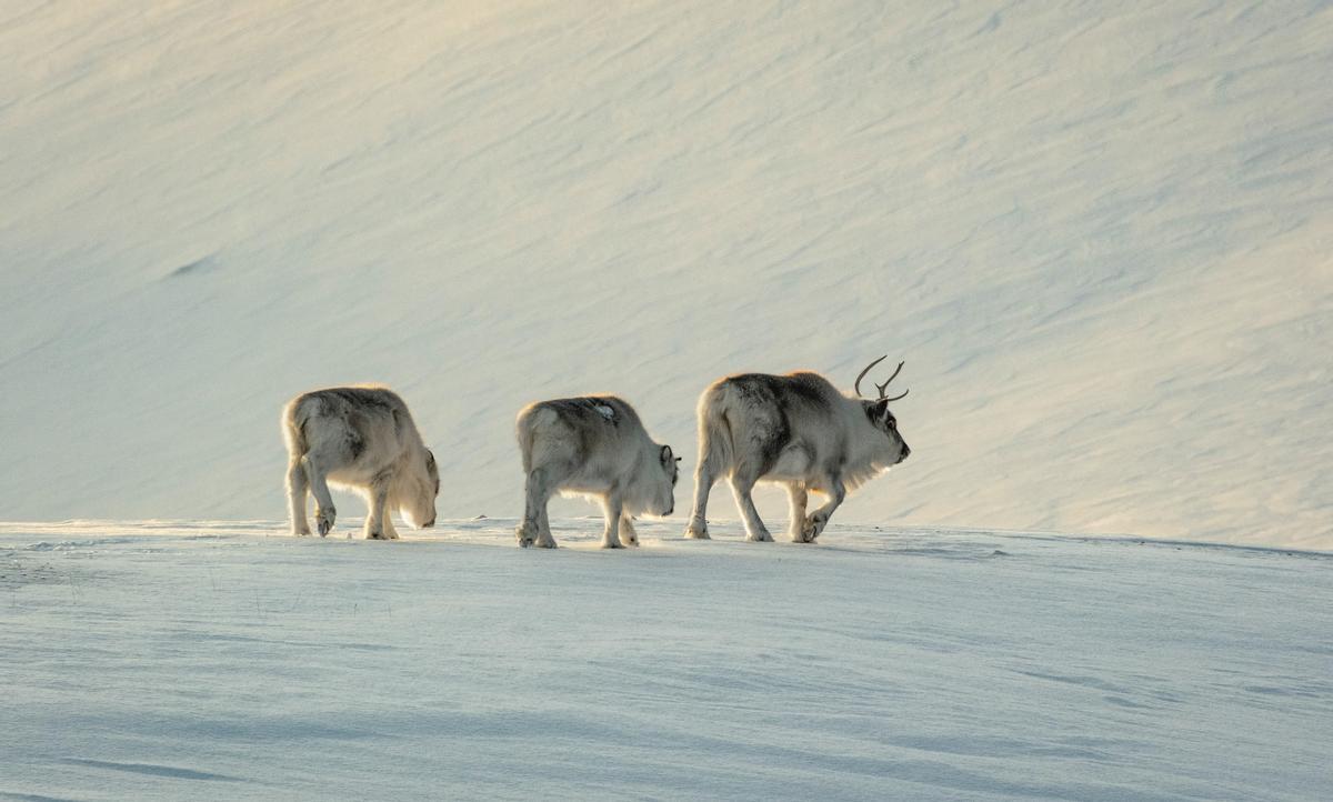 Tres renos de Svalbard.