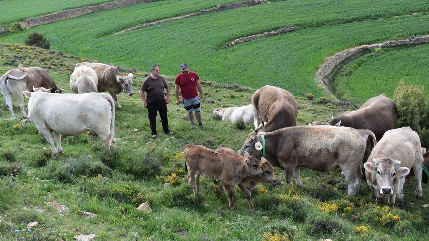 Los nuevos terneros ya pastan en la Todolella junto a las vacas que forman parte del novedoso proyecto.