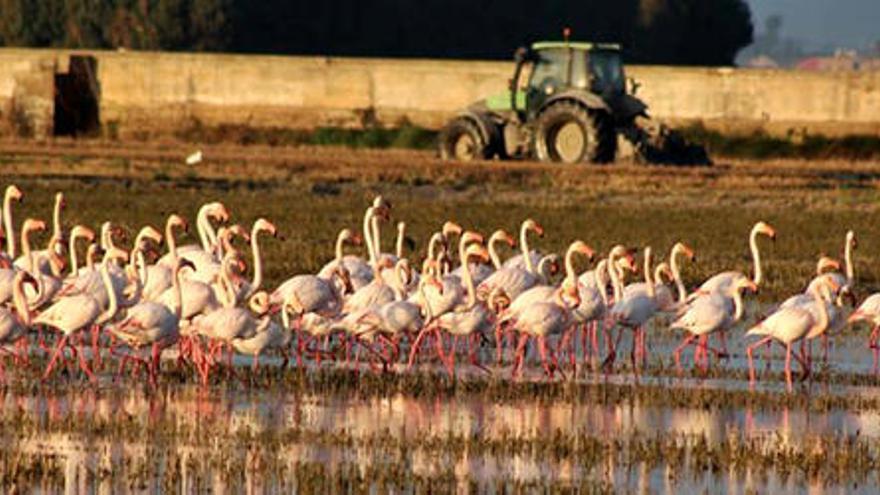 Las aves se dejan ver desde los arrozales de Sueca y Cullera para alimentarse y seguir el viaje hacia el sur.