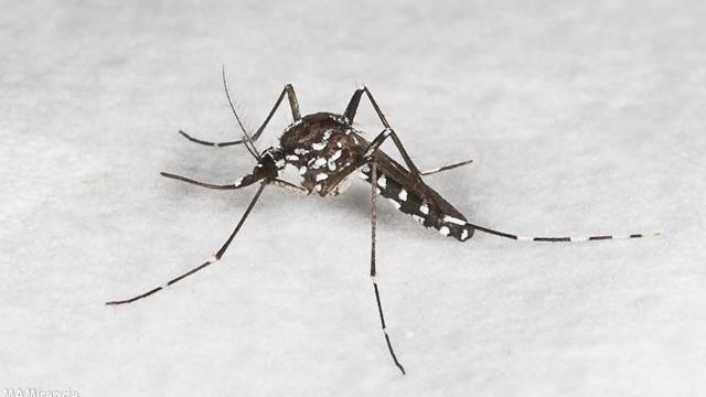 Un exemplar de mosquit tigre