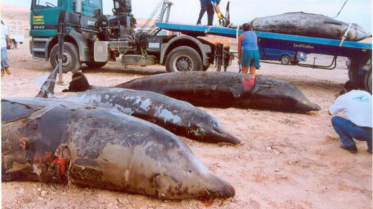 Rescatadores de zifios y un barco de maniobras militares al fondo, en 2002. | | EFE