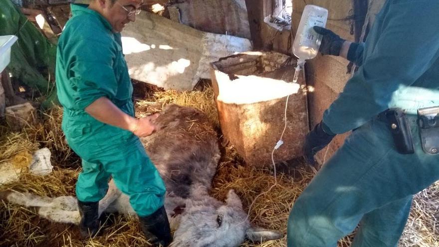 Agentes del Seprona asisten a uno de los animales.