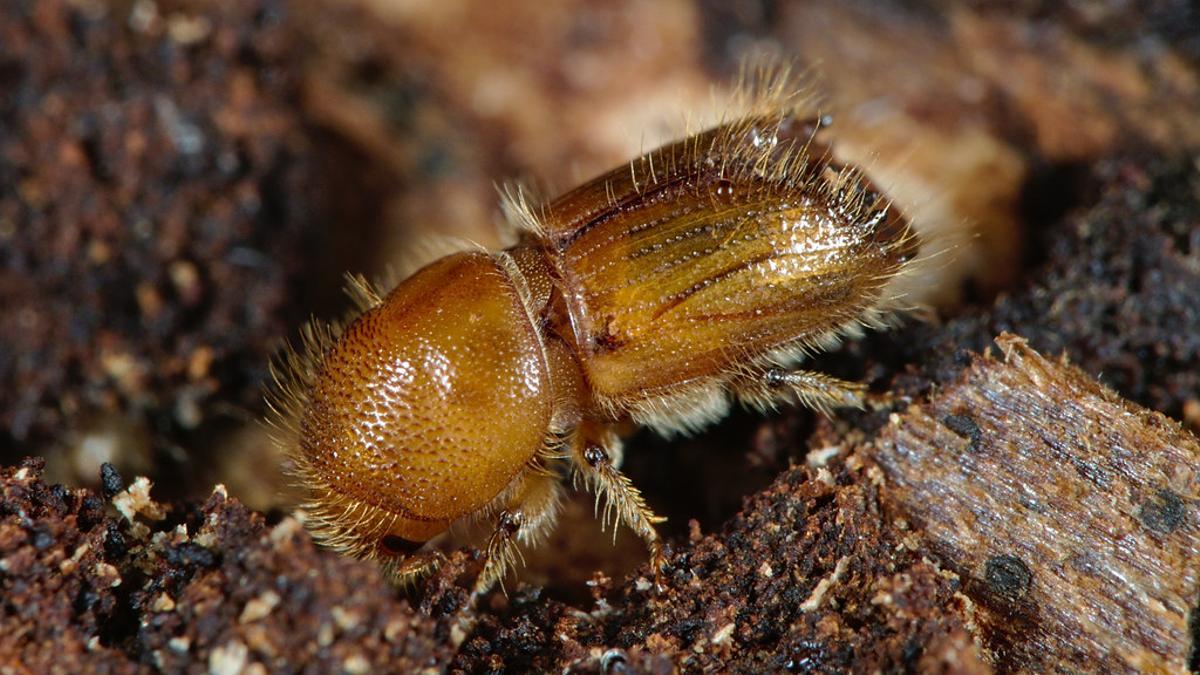 El escarabajo descortezador