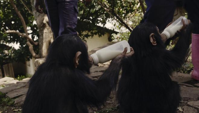 Mama documental chimpancés