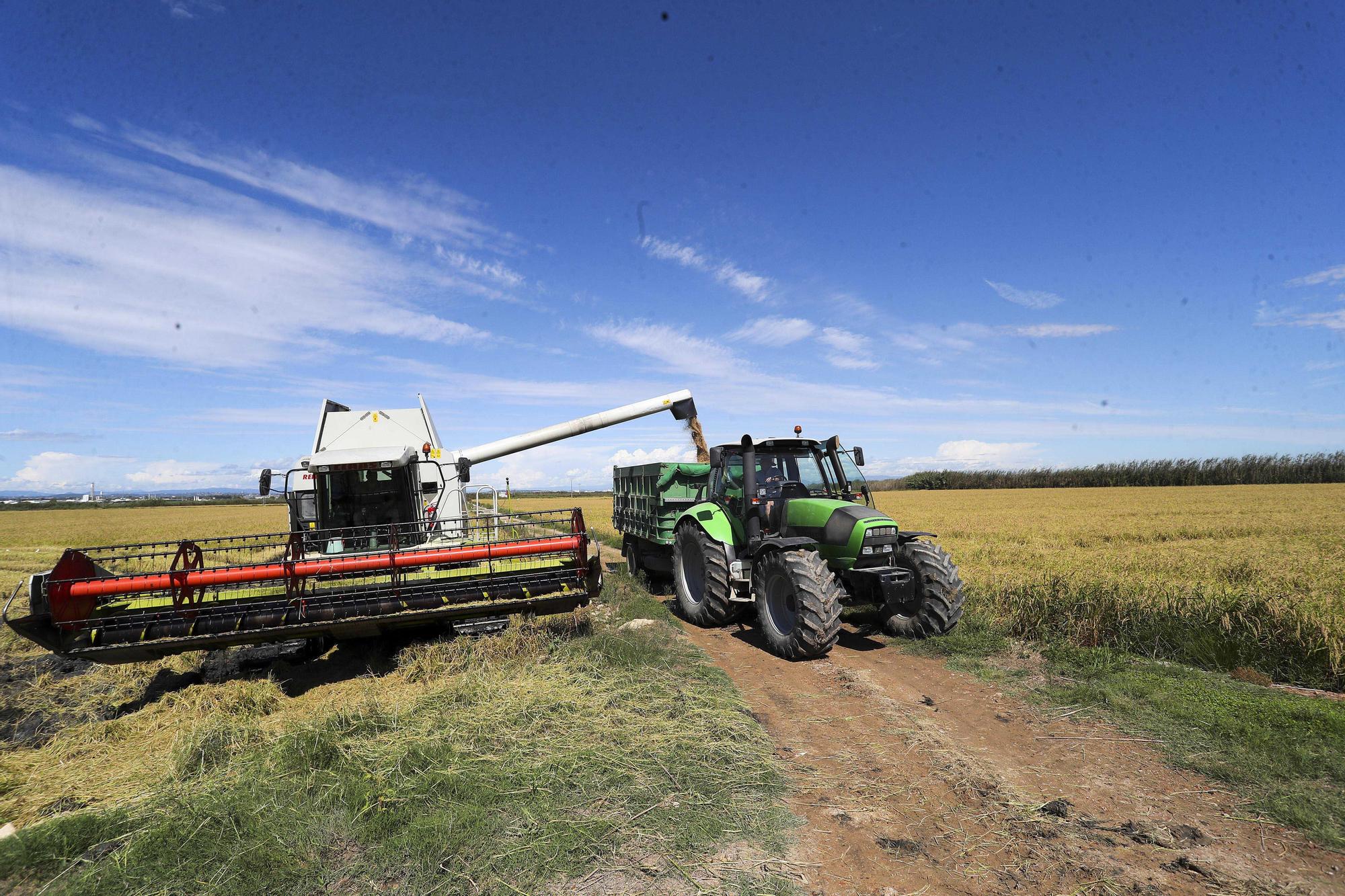 Comienza la siega del arroz en el Parque natural de La Albufera