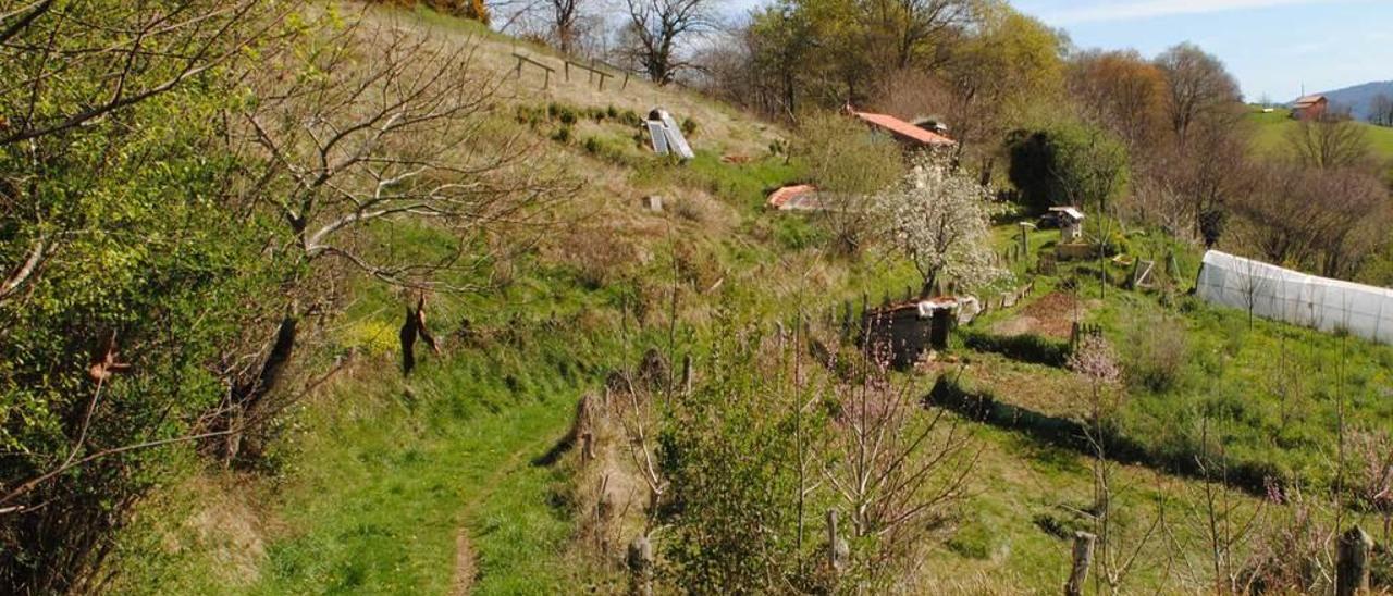 El bosque comestible de Nava