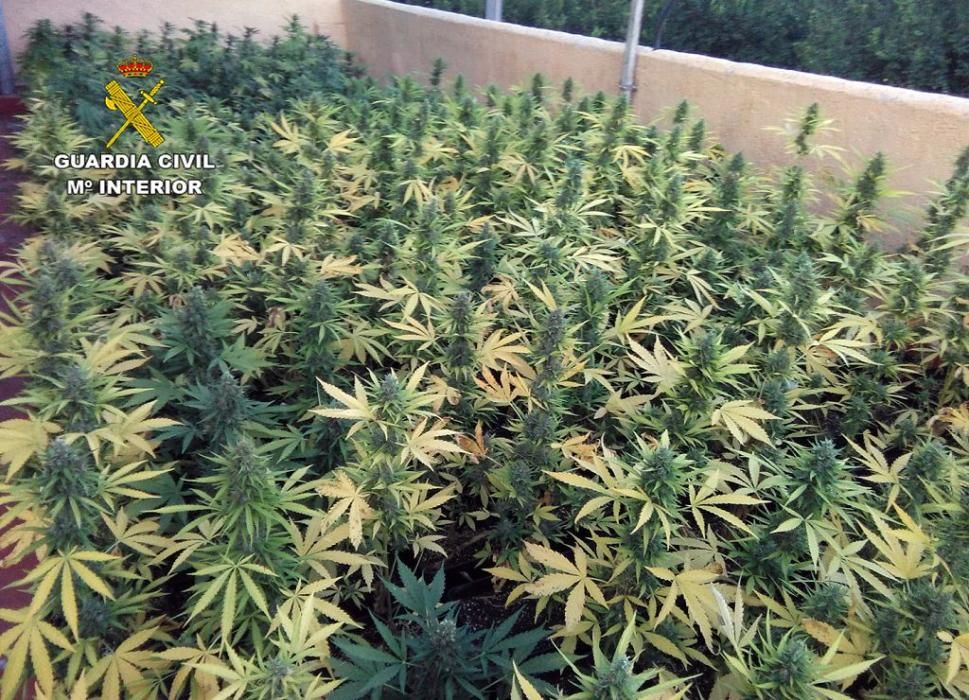 Desmantelan un activo punto de cultivo intensivo y procesamiento de marihuana en Mula