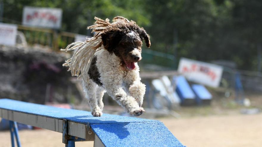 Un perro realizando un entrenamiento agility en un parque canino