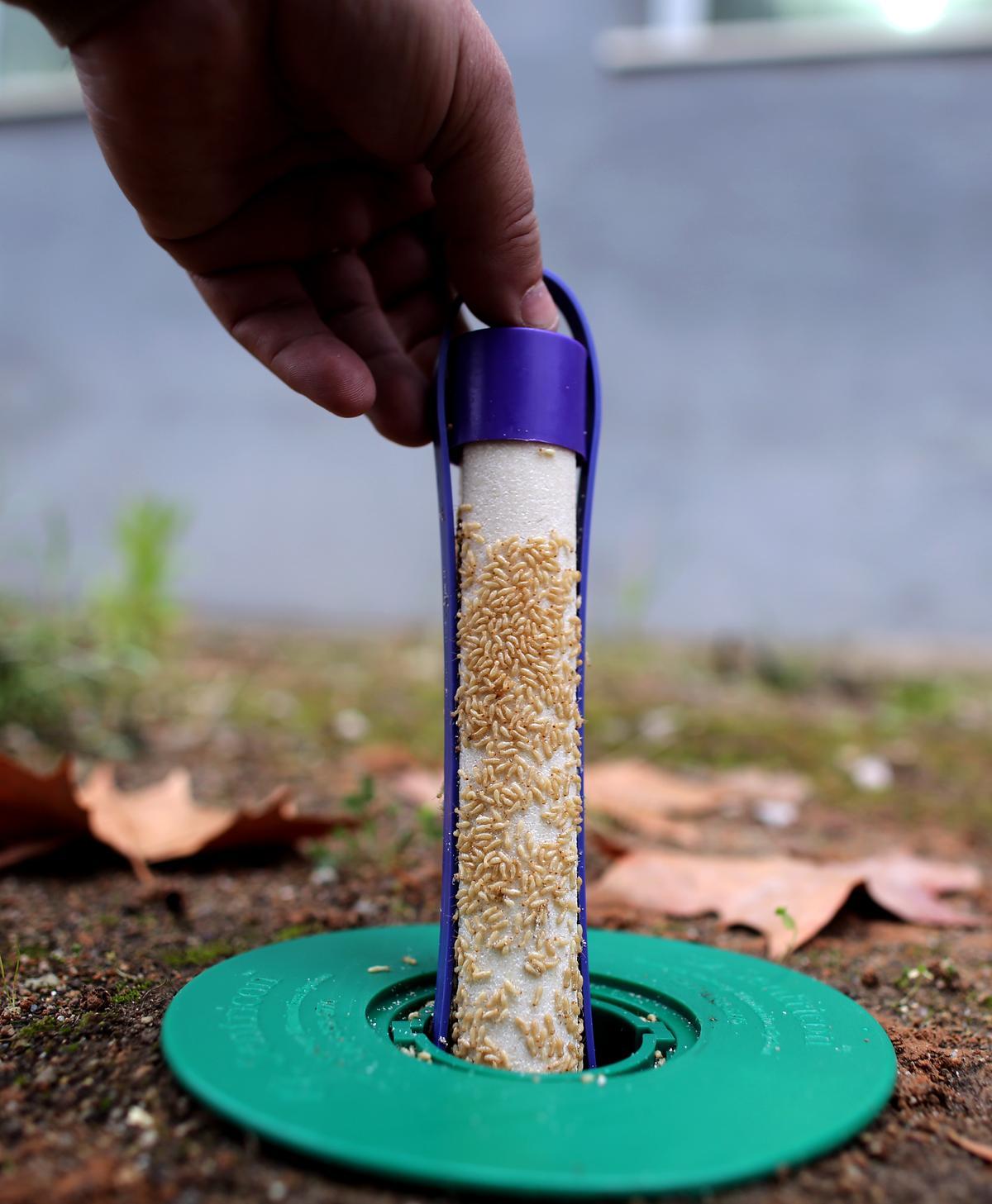 Cebos utilizados por Anticimex para combatir la plaga de termitas.
