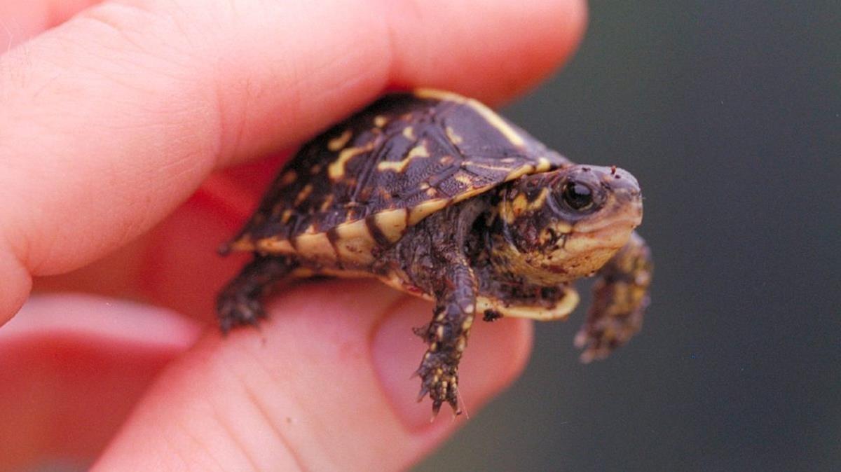 zentauroepp45116544 tortuga peque a180920131028 zentauroepp45116544 tortuga peque a180920131028
