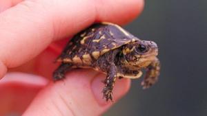 zentauroepp45116544 tortuga peque a180920131028