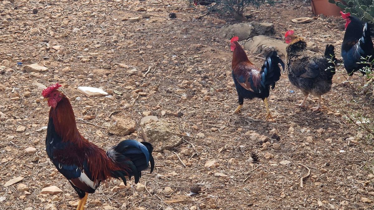 Así es la 'invasión' de gallos y gallinas en algunas zonas de Cala d'Or