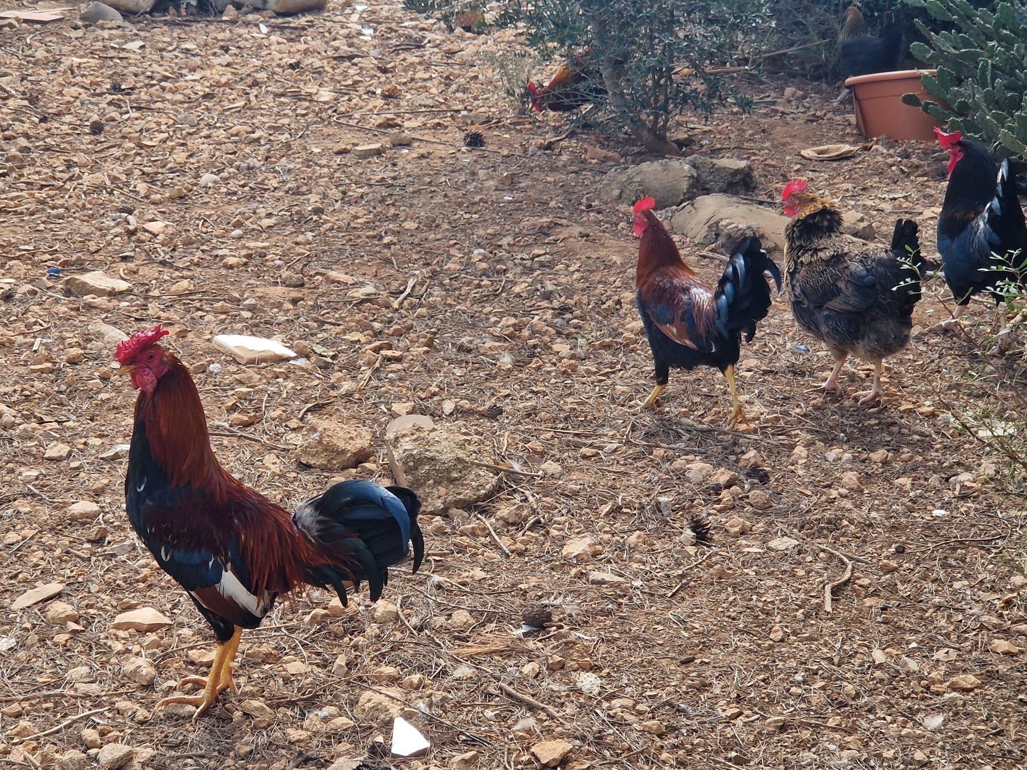 Así es la &#039;invasión&#039; de gallos y gallinas en algunas zonas de Cala d&#039;Or