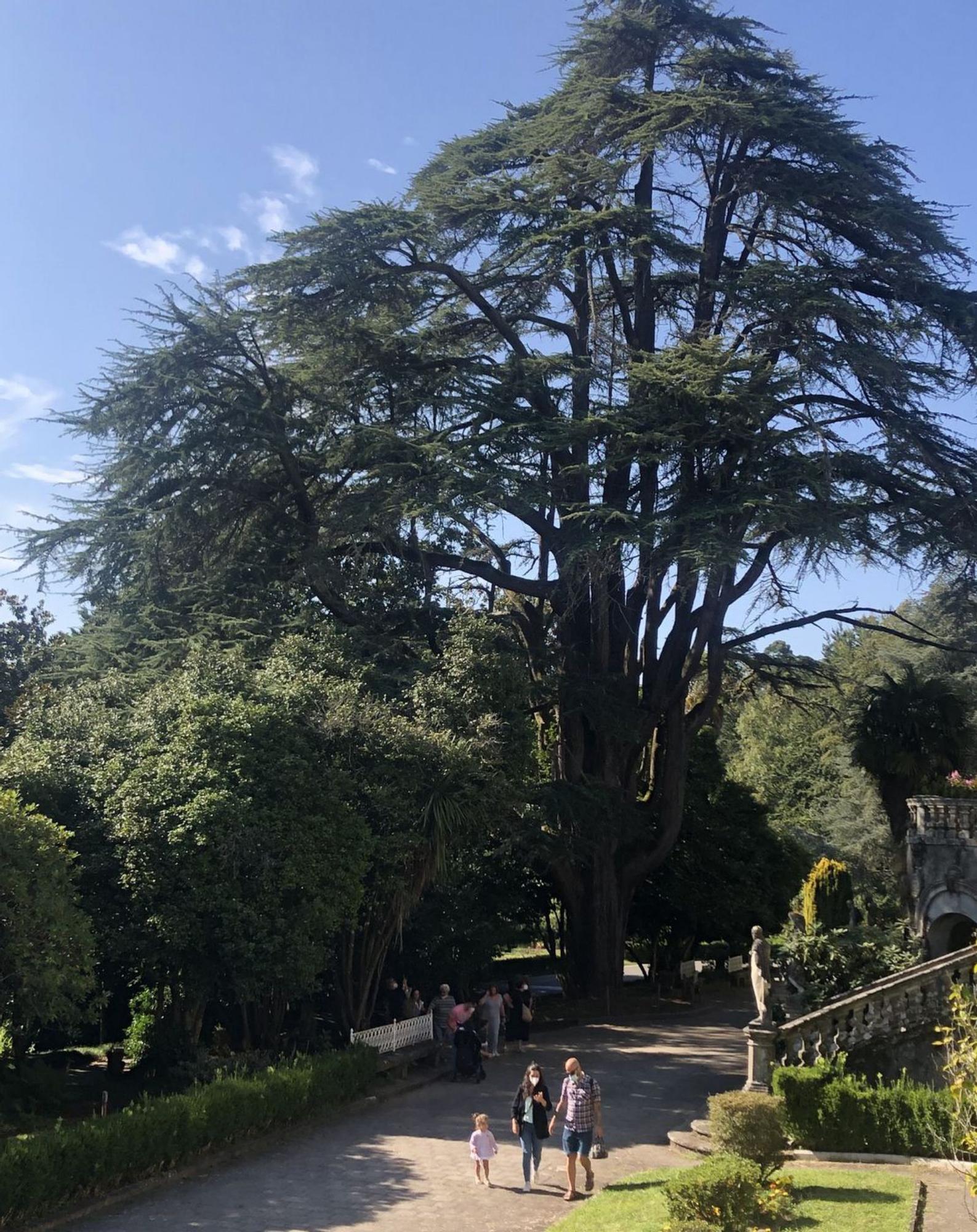 El gran cedro de Lourizán 