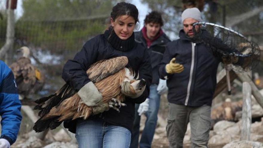 Una estudiante traslada a un buitre desde el aviario de la cantera de Mariola para su posterior anillado y toma de muestras.