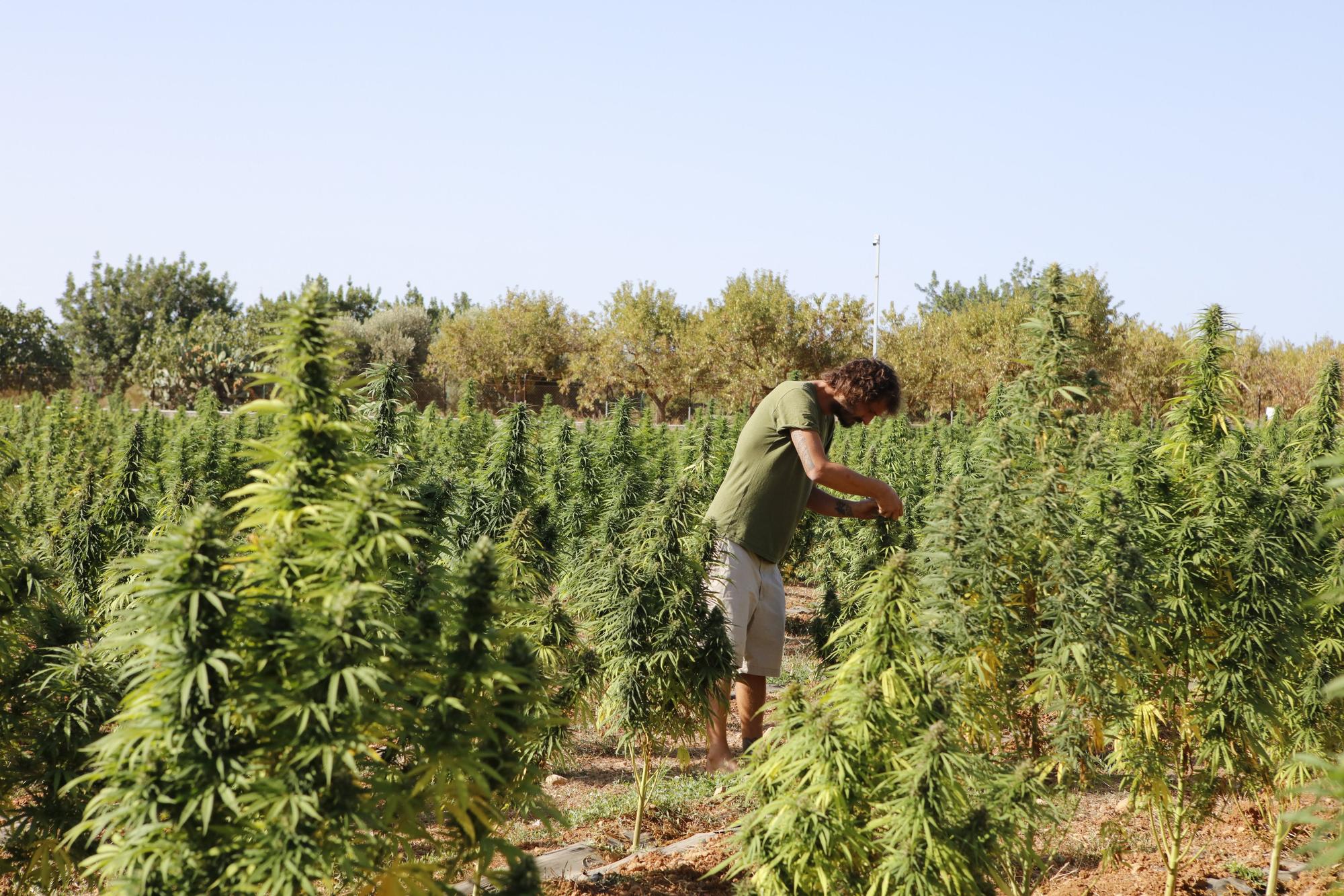 "Marihuana light" – Plantage auf Mallorca