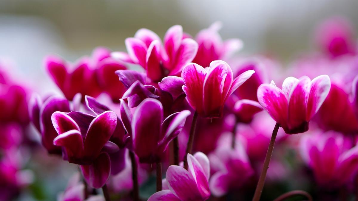 Violeta persa: así hay que cuidar la flor más bonita de la primavera.