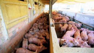 GRANJA EL POQUI DE MANLLEU LLENA DE CERDOS AL NO PODER LLEVARLOS AL MATADERO POR CULPA DE LA PESTE PORCINA EN CADA COCHINERA HAY 24 CERDOS CUANDO SU CAPACIDAD ES PARA 12