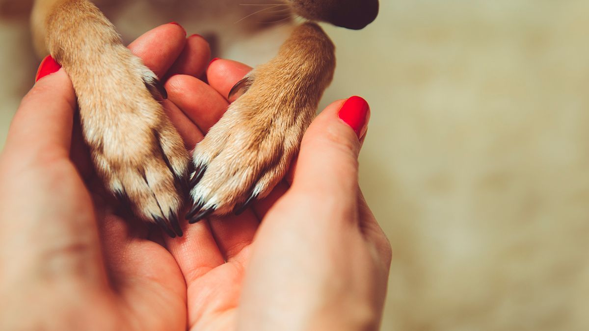 Un perro posa las patas sobre las manos de su dueña