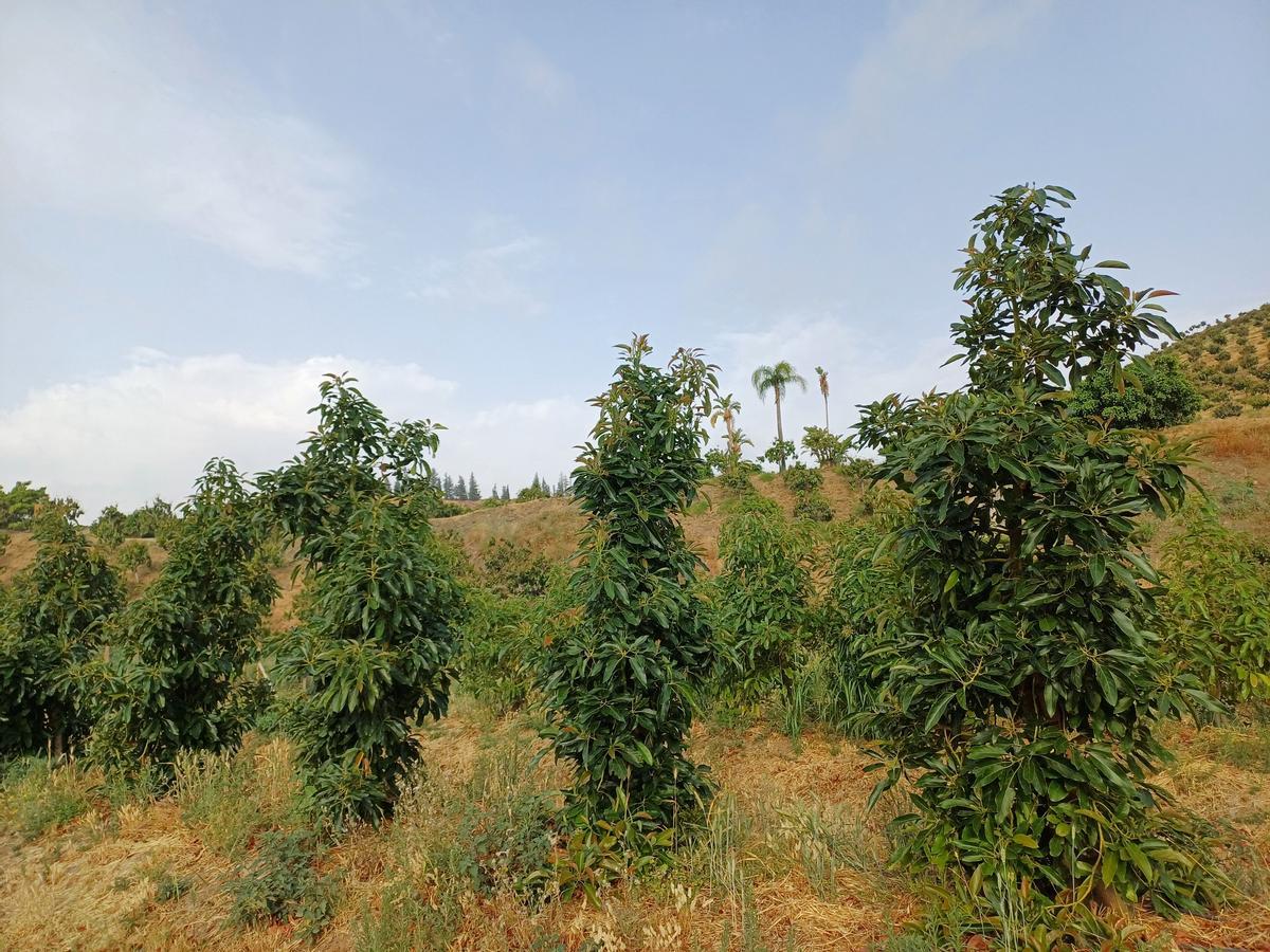 El árbol del aguacate Luna es de crecimiento muy vertical, lo que permite diseños de plantación intensivos.