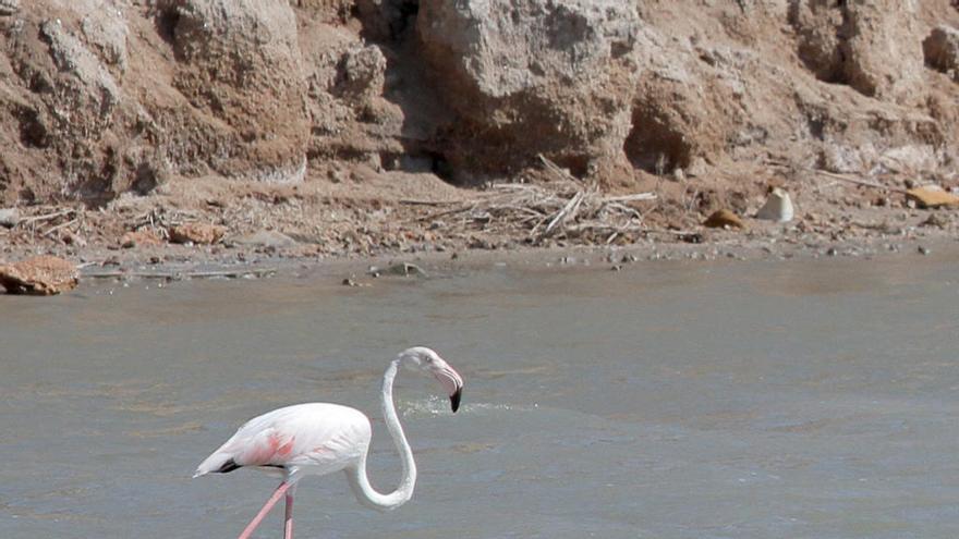 Flamenco en Las Salinas