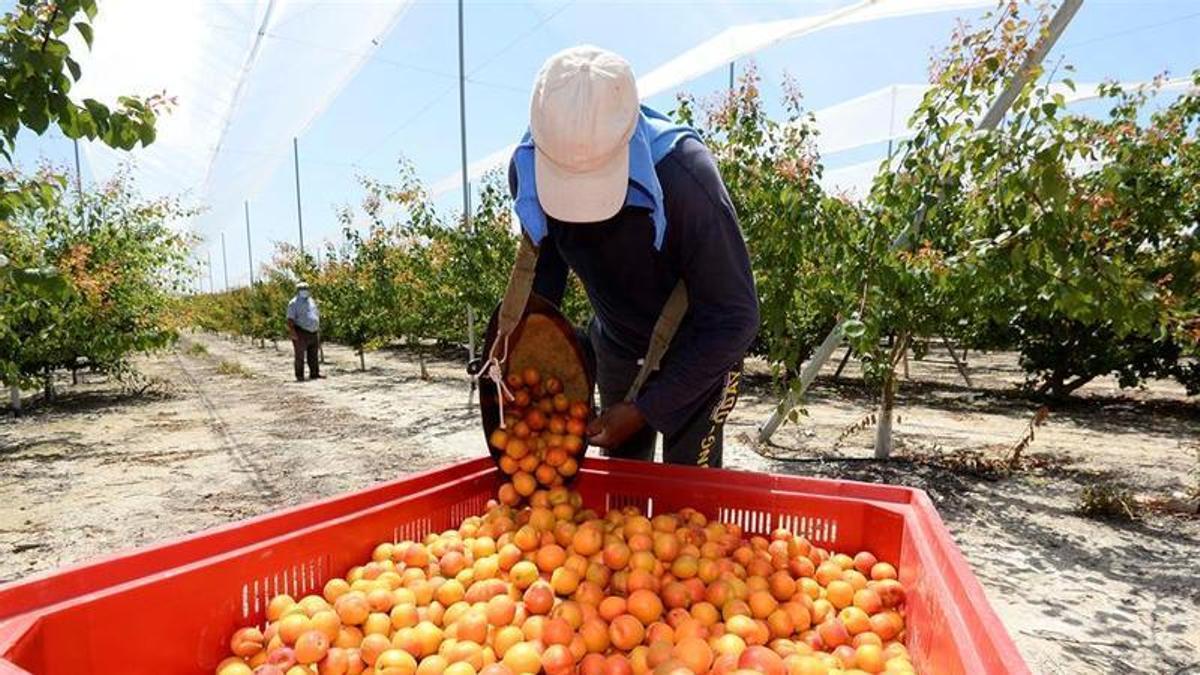 Un trabajador recolecta albaricoques en una finca murciana.