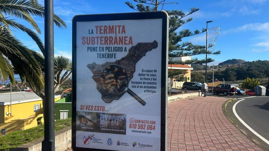 Tenerife Launches Termite Threat Awareness Campaign