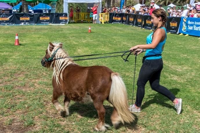 II Feria de Mascotas en Maspalomas