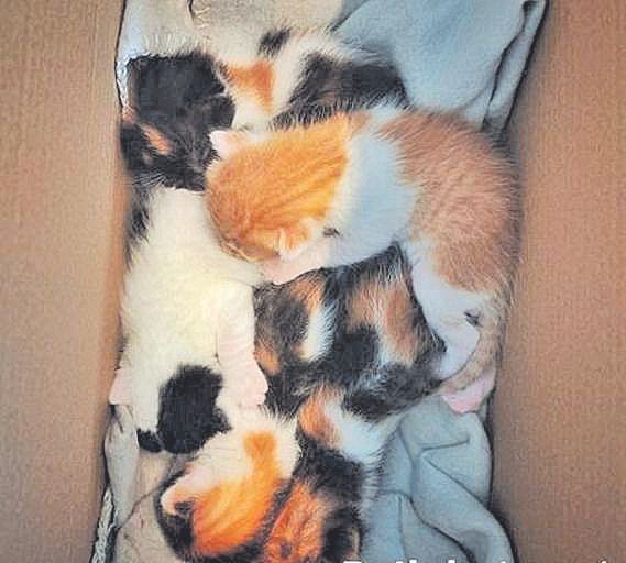 Gatitos abandonados en una caja en Inca.