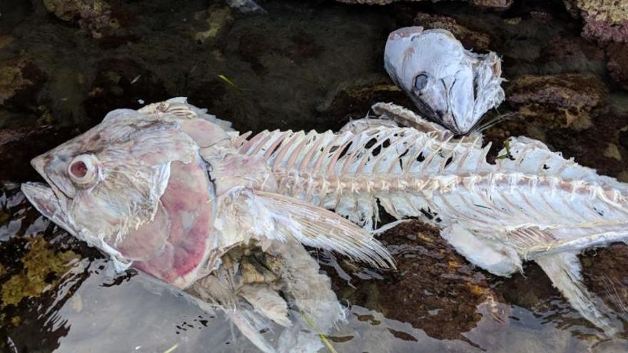 Aparecen en Xàbia los restos de dos grandes atunes rojos troceados ilegalmente en el mar
