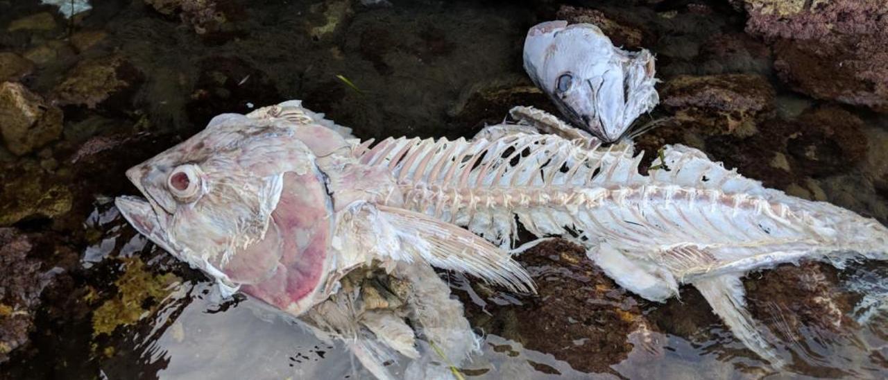 Aparecen en Xàbia los restos de dos grandes atunes rojos troceados ilegalmente en el mar