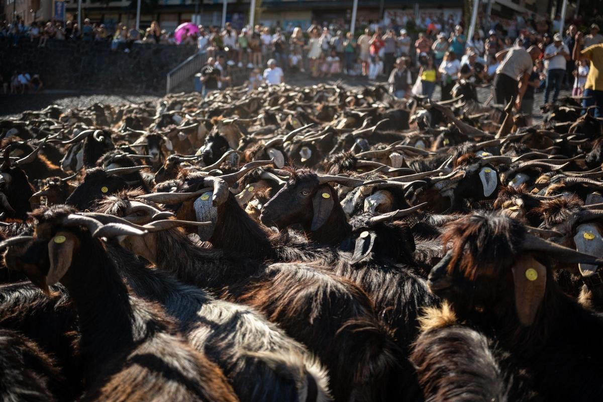 Así se vivió el tradicional baño de cabras en el muelle de Puerto de la Cruz