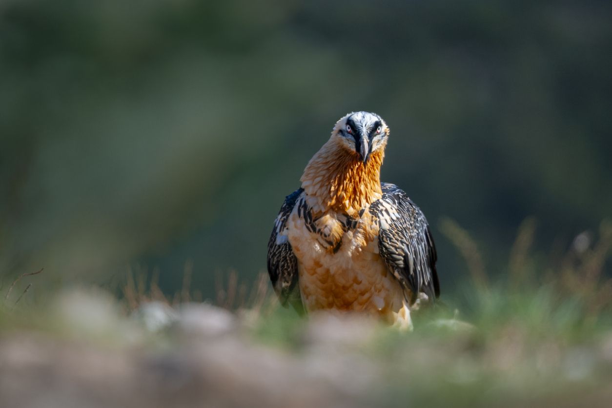 Quebrantahuesos del Pirineo aragonés