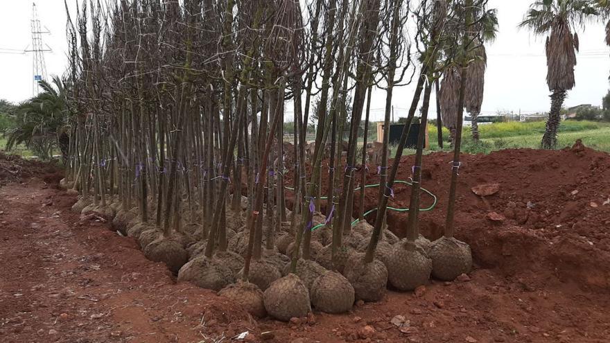 Cien nuevos árboles en el parc de sa Riera