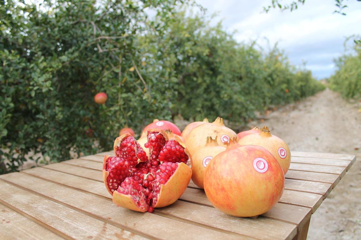 Alrededor de 500 agricultores cultivan la Granada Mollar en 40 municipios del sur de Alicante.