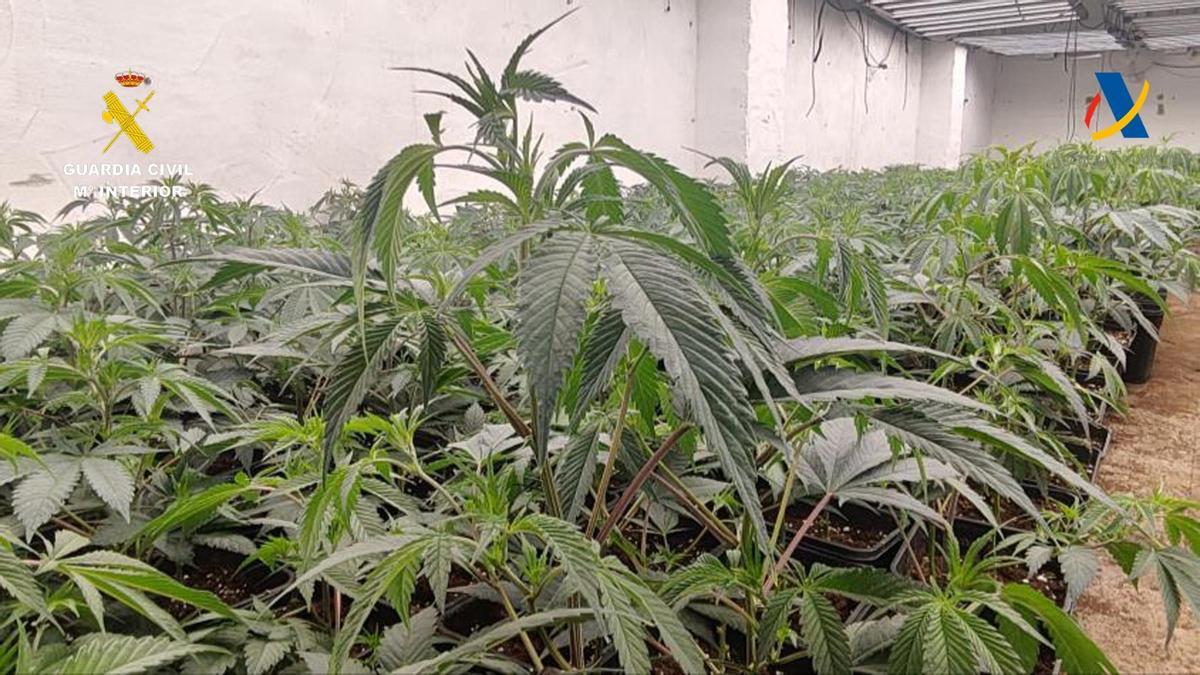 Golpe al narcotráfico en Sevilla: casi 5.000 plantas de cannabis intervenidas