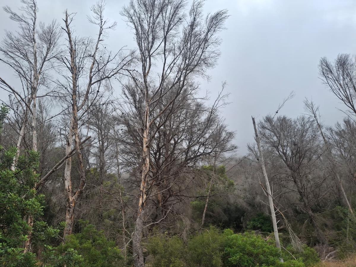 El bochorno abraza el Montgó: la ladera de Xàbia llegó el martes a 40º (imágenes)