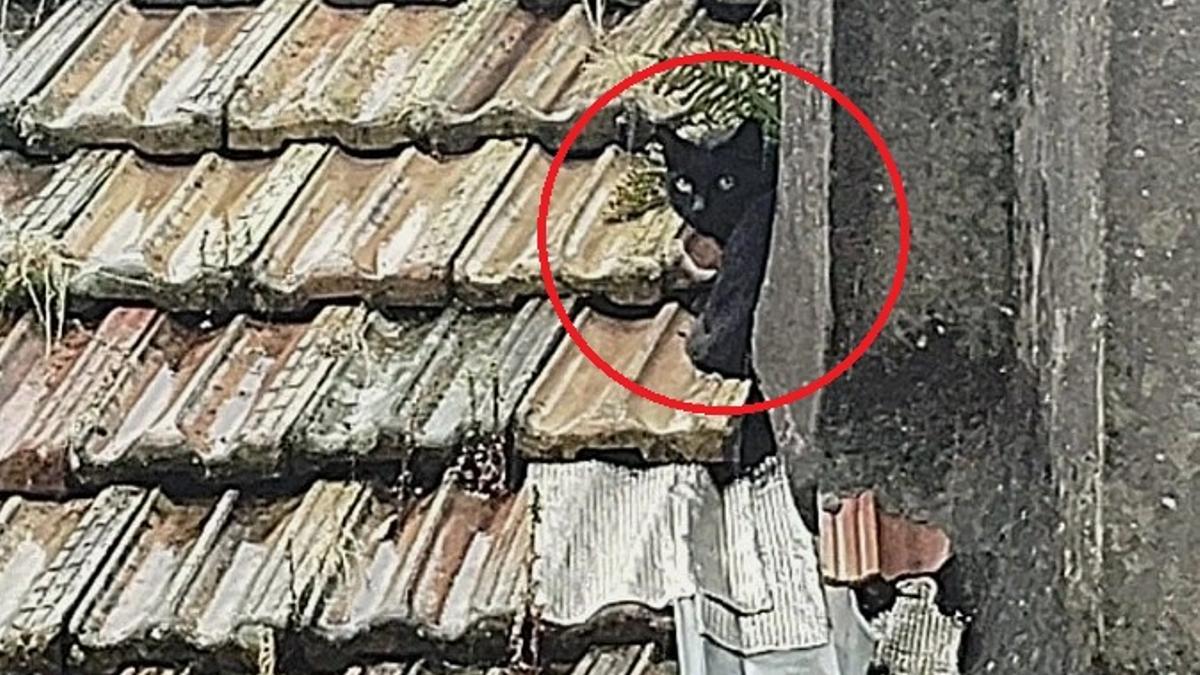 La gata, cuando estaba atrapada en en el tejado de un edificio de Pí y Margall.