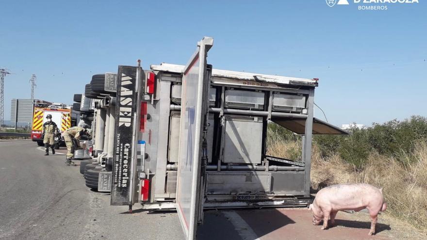 Un camión con casi 200 cerdos vuelca en Ejea de los Caballeros