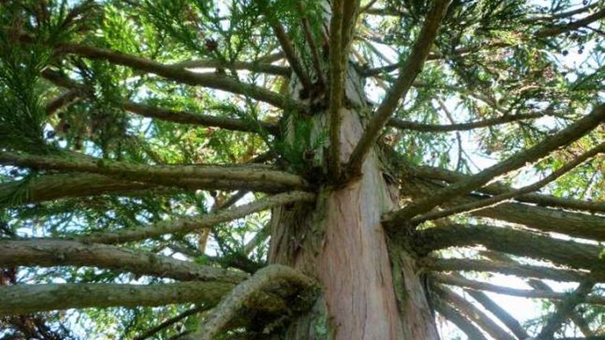 El árbol fotografiado por Ana Soutullo Fernández, en el parque de Confín.