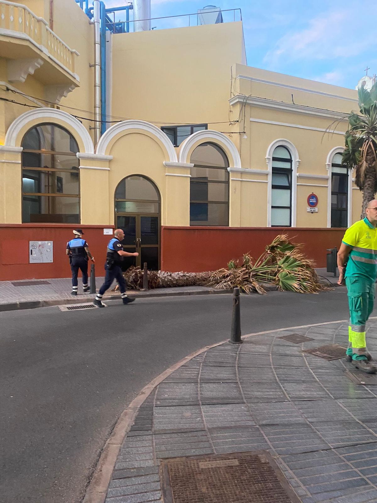 La palmera caída esta tarde en la calle Padre Cueto.
