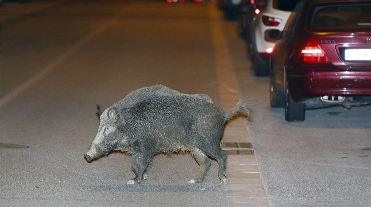 Un jabalí se pasea por Sant Cugat, en una imagen de archivo