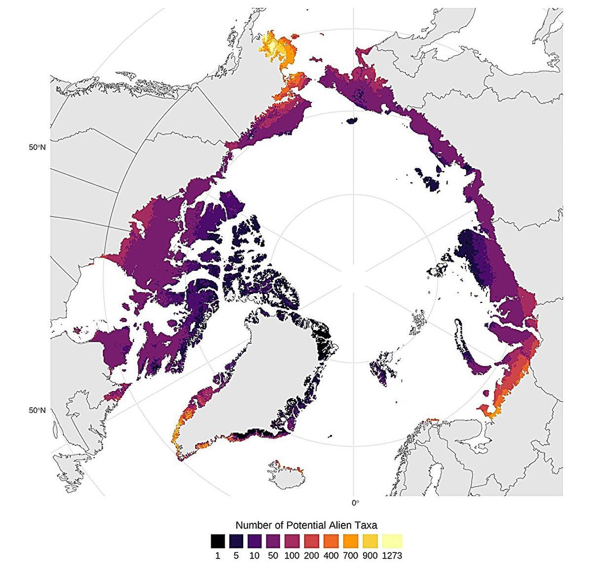 Este mapa muestra puntos calientes para posibles nuevas plantas vasculares exóticas en el Ártico. Cuanto más claro sea el color, mayor será el número de especies potenciales.