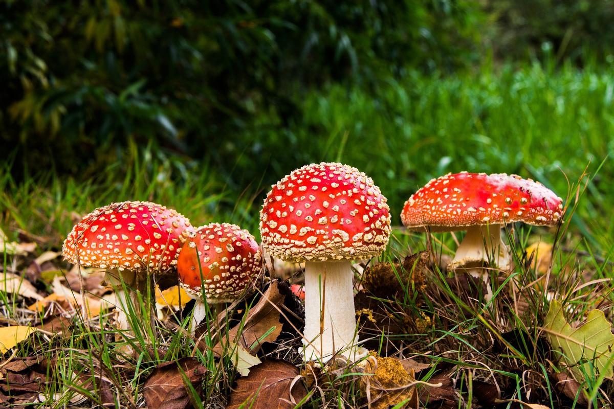 Ejemplares de Amanita muscaria (matamoscas o falsa oronja), hongo venenoso.