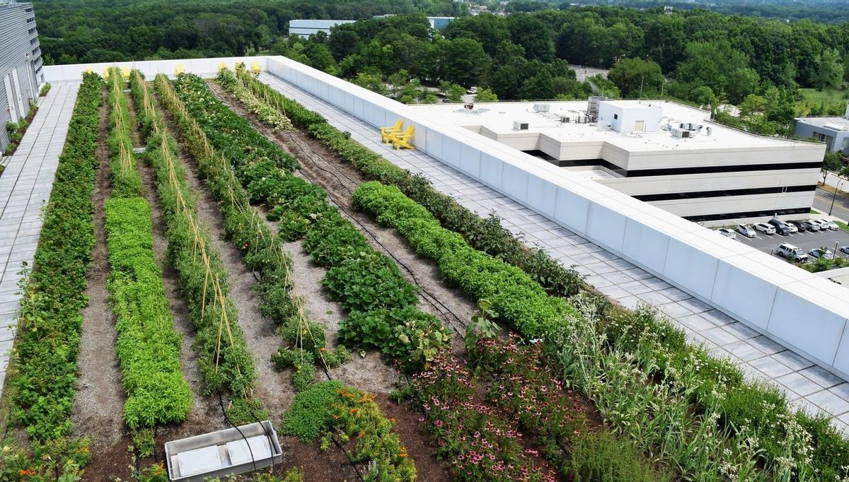 Un huerto plantado en el tejado de un edificio de oficinas de Staten Island, en la ciudad de Nueva York.