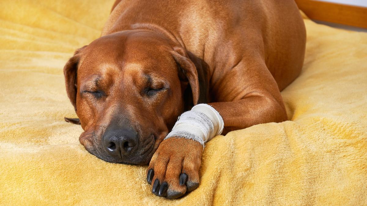 Cómo curar heridas en las almohadillas de los perros: primeros auxilios y protocolo de actuación