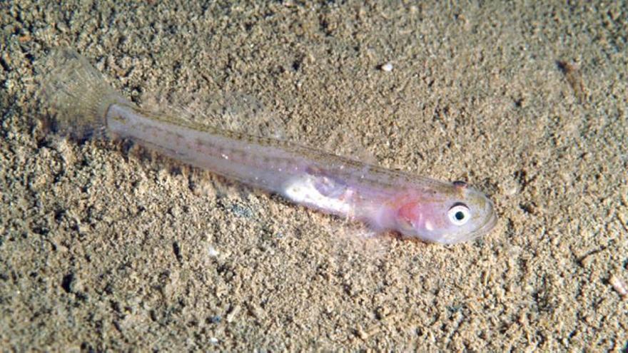 Los pescadores están salvando la temporada del jonquillo gracias a las capturas de cabotí