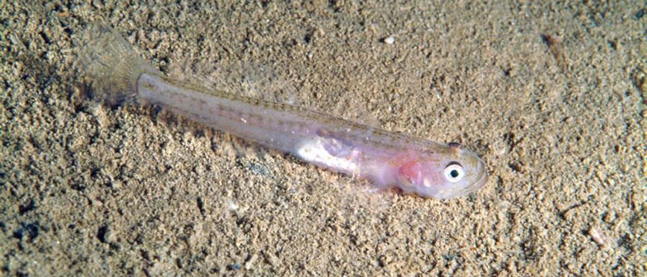 Los pescadores están salvando la temporada del jonquillo gracias a las capturas de cabotí