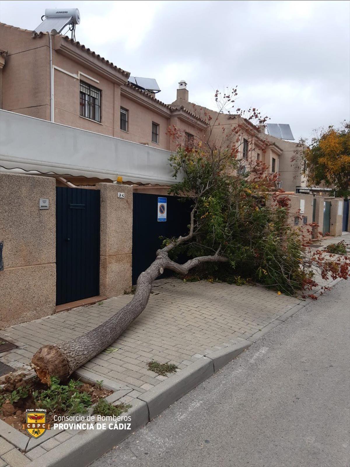 Caída de un árbol por el temporal de viento en Jerez de la Frontera (Cádiz)