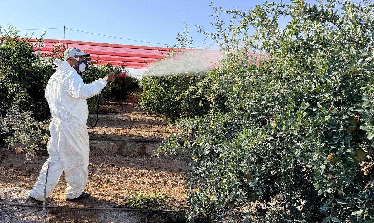 Tratamientos que se realizan sobre las granadas en la prueba en el campo de Elche
